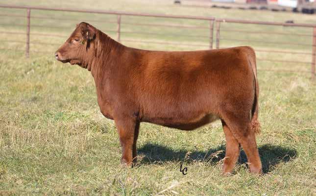 13 WEBR PRIME MIMI 864 BD: 2/20/18 RAAA: 3962209 OFFERED BY WEBER LAND & CATTLE Sire WEBR DOC HOLLIDAY 2N Dam PAR PRIME TIME 001Z After telling all the visitors this summer that this heifer wouldn t
