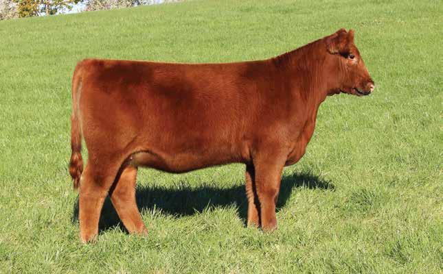 14 WDZ FELICIA 874 BD: 3/2/18 RAAA: 3971444 OFFERED BY ZEHNDER CATTLE Sire C-BAR ANTICIPATION 101W Dam WDZ KING ROB 8022 ET We like the added length of spine, flexible structure, and look this heifer