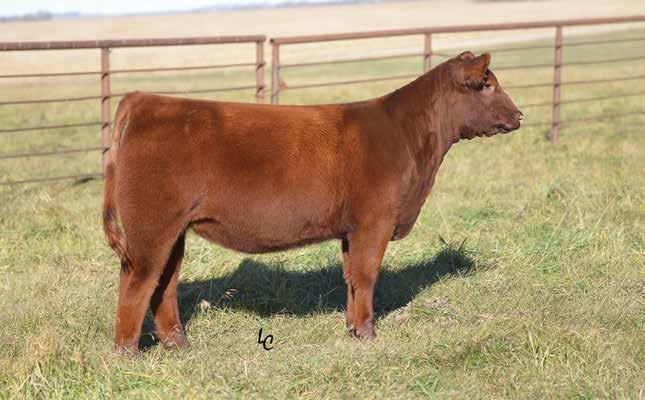15 WEBR KITTY 878 BD: 3/4/18 RAAA: 3962033 OFFERED BY WEBER LAND & CATTLE Sire LSF RAB PERFORMANCE 2772Z Dam RBJR ADVANCE A709 This heifer has all the pieces to be in contention all summer.