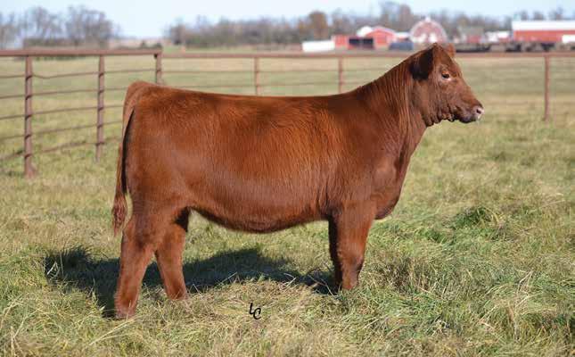 16 WEBR ROCKER 881 BD: 3/7/18 RAAA: 3962139 OFFERED BY WEBER LAND & CATTLE Sire LSF TAKEOVER 9943W Dam J BAR 7 GRAND CANYON 2222 This one is greener, but we feel she will make a lot of friends next