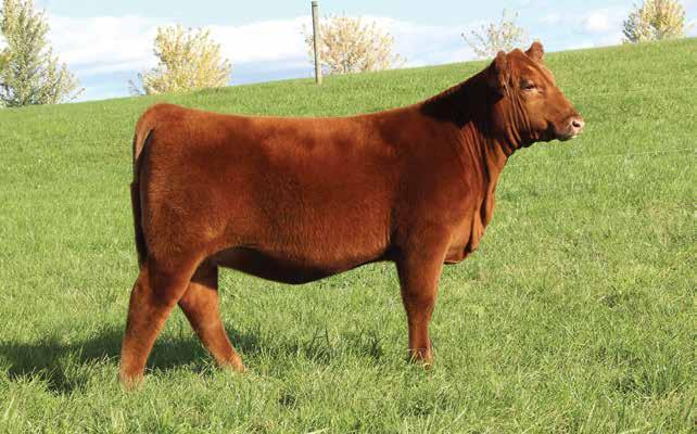 18 WDZ JEWEL 8104 Full Sister to Lot 18 BD: 3/15/18 RAAA: 3971452 OFFERED BY ZEHNDER CATTLE Sire C-BAR ANTICIPATION 101W Dam NBAR HAMLEY S913 WDZ CF Jewel 8104 is a full