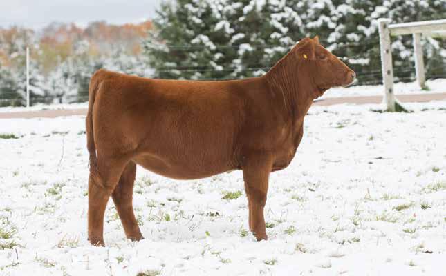 19 TC LOLA 46F BD: 3/16/18 RAAA: 3973992 OFFERED BY TC REDS Sire BHR DURANGO 60 Dam WEBR TC CARD SHARK 1015 This ET Durango heifer is out of the Champion female at the 2016 NWSS Jr.