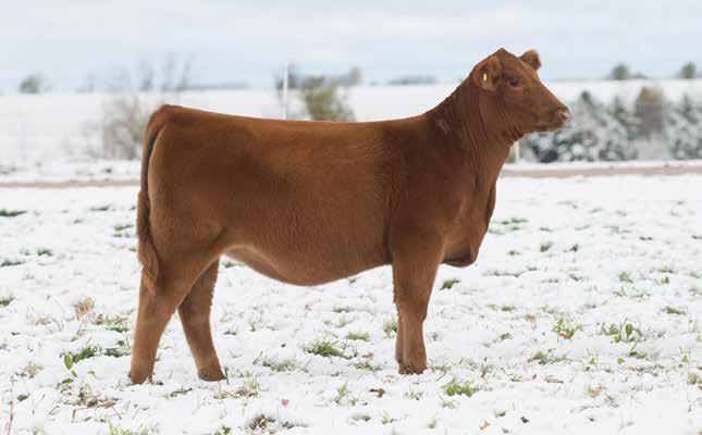 21 TC KASHMIR 47F BD: 3/17/18 RAAA: 3920301 OFFERED BY TC REDS Sire BHR DURANGO 60 Dam WEBR TC CARD SHARK 1015 Where do I begin here? This heifer speaks for herself.