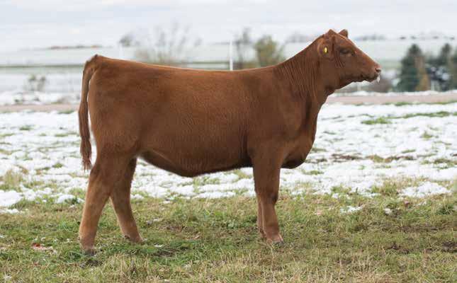 23 TC MISSIE 57F BD: 3/22/18 RAAA: 3920305 OFFERED BY TC REDS Sire BHR DURANGO 60 Dam RED FINE LINE MULBERRY 26P This heifer has the look and balance that we all wish all of our cattle could have.
