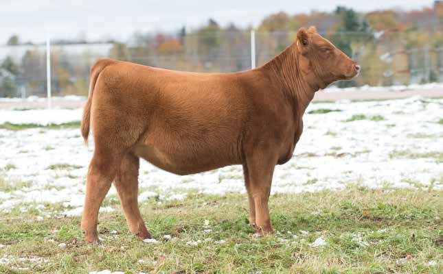 24 TC SOPHIA 68F BD: 4/2/18 RAAA: 3971400 Sire RED LONE STONE PURSUIT 81W Dam TC JACKHAMMER 78Y OFFERED BY TC REDS This heifer has been a favorite of ours all summer.