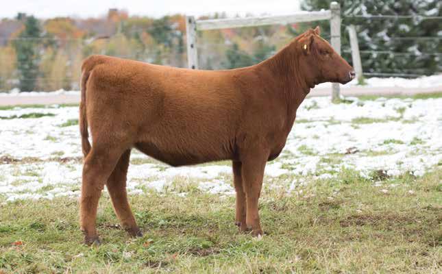 25 TC LUANNA 75F BD: 4/5/18 RAAA: 3971404 Sire BHR DURANGO 60 Dam MEADO-WEST JAZZ OFFERED BY TC REDS This ET heifer is still super green, but I think she could be the best one when its all said and