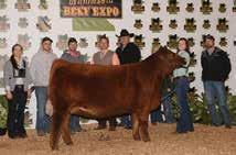 Sired by the legendary WEBR DOC HOLLIDAY 2N WDZ GIRL POWER 5028 Doc Holliday and out of WDZ Girl Power, a previous LIR highlight purchased by JK Red Angus in NC.