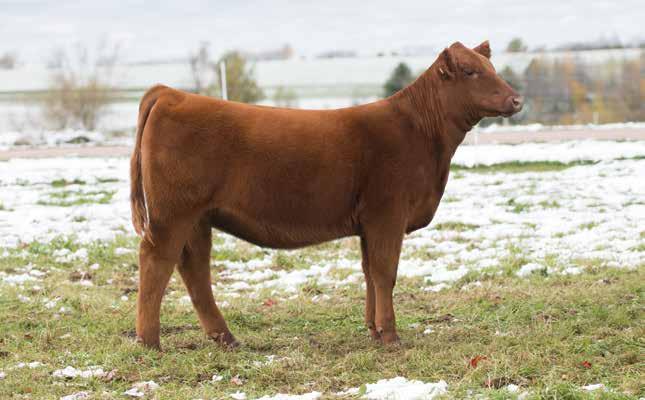 27 TC LUANNA 98F BD: 4/16/18 RAAA: 3959795 Sire WEBR DOC HOLLIDAY 2N Dam MEADO-WEST JAZZ OFFERED BY TC REDS Well I m going to keep it simple here, This is the best heifer we have ever offered out of