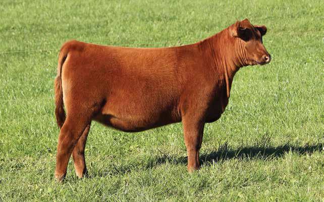 28 WDZ FELICITY 8121 BD: 4/25/18 RAAA: 3971456 OFFERED BY ZEHNDER CATTLE Sire C-BAR ANTICIPATION 101W Dam RIV/NSFR TRUMP TOWER Y74 An April prospect with a bright future in store.