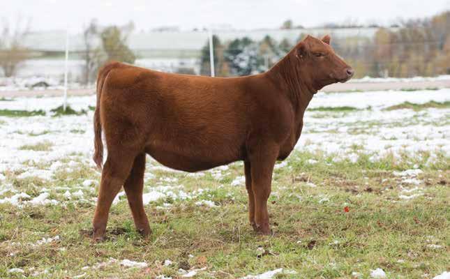 29 TC LUANNA 122F BD: 5/11/18 RAAA: 3959797 Sire WEBR DOC HOLLIDAY 2N Dam MEADO-WEST JAZZ OFFERED BY TC REDS These two may ET full sisters are flat going to get it done in the show ring and in that