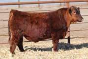 In the meantime, we have retained 3 daughters and she has a front end Tomahawk bull for the spring sale.