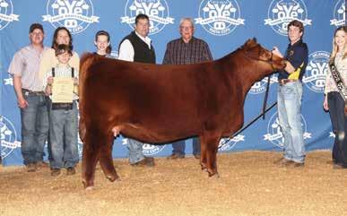A full sib was a Ladies in Red past high seller and went on PFFR MS NYACK 237 TC LOLA 52R to be Reserve Red Angus at Oklahoma youth Expo in 2015.
