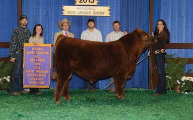 bull at the NAILE. Beyond the current mating, PFFR MS NYACK 237 GT CITA 4060 WDZ Jewel 2010 has produced many more success stories including the 2018 NAJRAE Champion Owned Female.