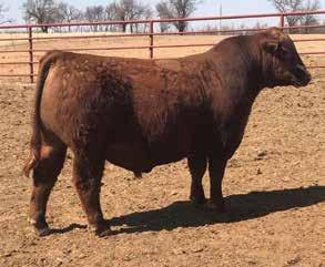 Her daughter by Up North won the NAILE in 2015, and this year, arguably 4MC KING OF THE COWBOYS 706 BRRA NEW MOON Y715 our best bred heifer is another daughter.