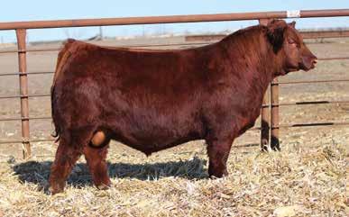 46 The Genetic Lots Reform - Sire of Lot 46 Embryos New Moon - Dam of Lot 46 Embryos Reform x New Moon 3 EMBRYOS SIRE REG: 3535729 DAM REG: 1471518 OFFERED BY WEBER LAND & CATTLE 715 is a cow that
