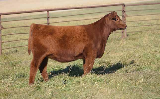 1 WEBR LANA`S KIND 810 BD: 1/21/18 RAAA: 3962043 Sire BUF CRK THE RIGHT KIND U199 Dam BJF 602S OFFERED BY WEBER LAND & CATTLE This Cowboy Kind daughter is as royal bred as we have to offer.