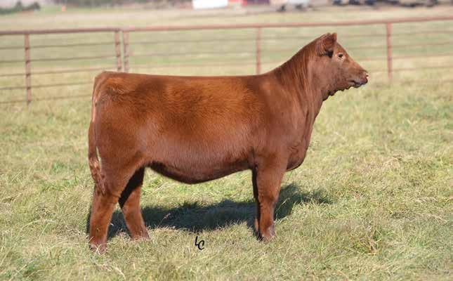 2 WEBR RED WINE 815 BD: 1/25/18 RAAA: 3962183 OFFERED BY WEBER LAND & CATTLE Sire LSF TAKEOVER 9943W Dam PZC TMAS FIREBOLT 3397A 815 has been the right kind since day one.