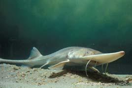 & paddlefishes) Acipenseridae (Sturgeons) Scaphirhynchinae Scaphirhynchus albus