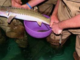 meaning white Pallid sturgeon Identified in 1905 They are unique among bony fishes because