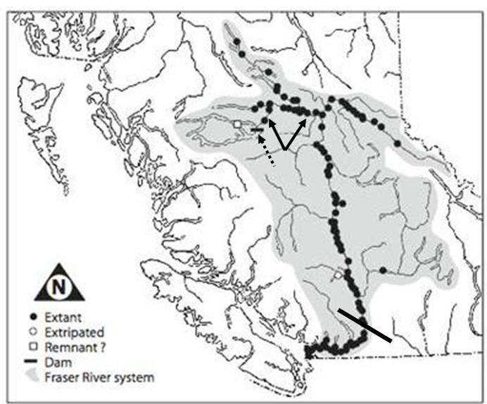 Figure 3. Geographic distribution of White Sturgeon within the Fraser River drainage basin.