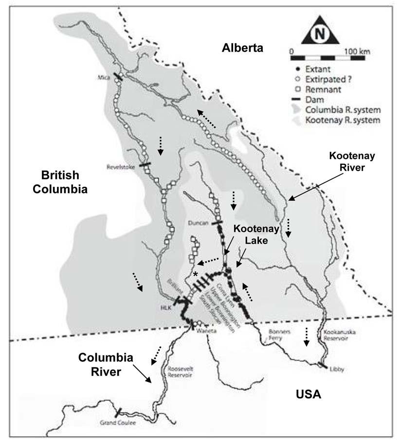 Figure 4. Distribution of White Sturgeon in the Canadian portion of the Columbia River system from historical records of occurrences.