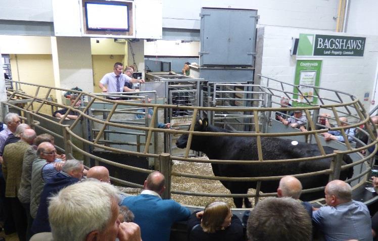 In the Prime Ring today, the barren cows at 9.30am saw 141 head maintaining recent good results. The clean cattle at Noon saw 111 head with all buyers operating and a solid performance throughout.