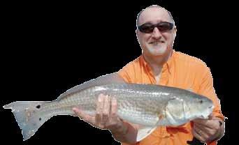 In November 2011, the Florida Fish and Wildlife Conservation Commission amended the rule for red drum by increasing the bag limit in northern parts of Florida from Escambia through Pasco Counties and