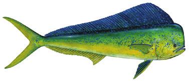 Species Minimum Size Limits Closed Season Daily Rec. Bag Limit Remarks Pompano, African T 24" fork 2 per harvester per day, not to exceed 2 per vessel per day.