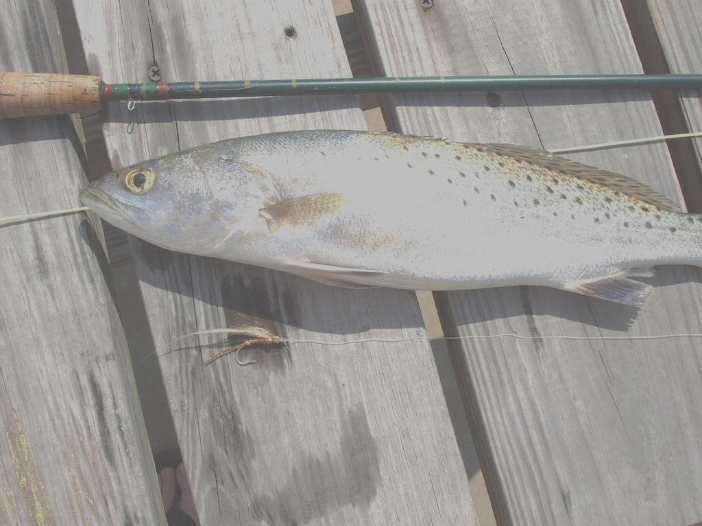 Speckled trout may be the most accessible salt water fly rod fish They range
