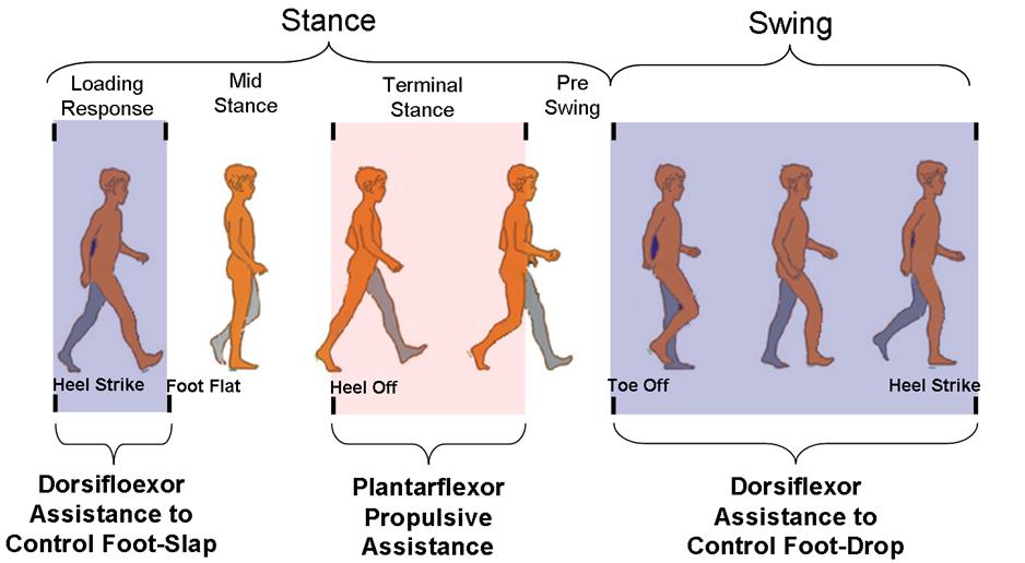 Figure 2.1 A gait cycle is defined from heel strike to heel strike and further divided into multiple phases defined by functional tasks [1].