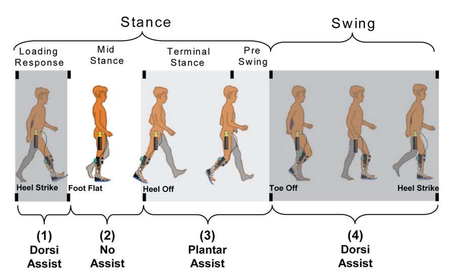 Figure 3.2 The cycle is divided into multiple phases defined by functional gait tasks [1].