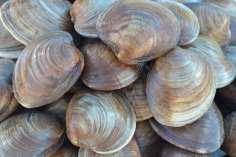 Stocking seed clams Clam