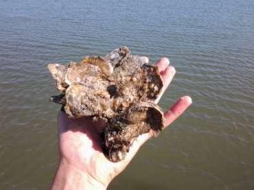 Oyster growout phase: bottom