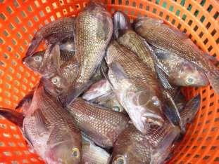 Finfish and additional crops Finfish for