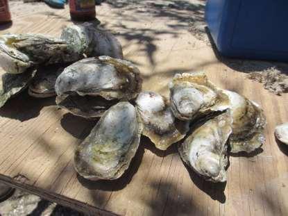 Carolina aquafarmers Hard clams