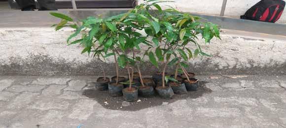 Plantation drive at Nesco DSS! Distribution Network Management Group West zone initiated Tree plantation drive at NESCO DSS and planted 15 saplings of polyalthia longifolia (Asopalav) tree.