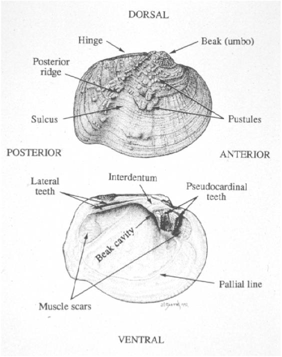 Shell anatomy M. C.
