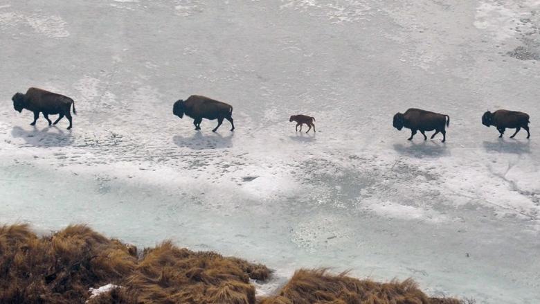 century A Wood Bison calf travels with the herd in