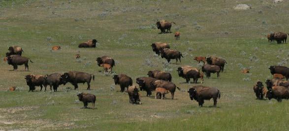 Wild by nature : Canadian herds deemed by COSEWIC to function as wild subopulations WOOD BISON Aishihik (YK) Nordquist (BC/YK) Nahanni (NWT/BC/YK) Etthithun (BC/AB) Hay-Zama (AB)