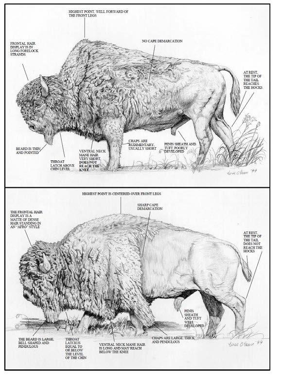 Canada is home to two subspecies of bison Key morphological differences between Wood Bison bull (Bison bison athabascae) Plains Bison bulls(bison bison bison) Line drawing