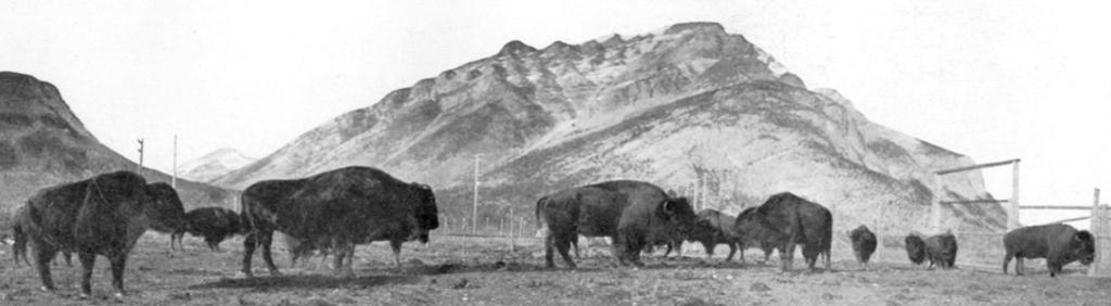1) RESTORATION OF ECOLOGICAL INTERGRITY Reintroduction of Plains Bison in Banff National Park, Alberta, Canada anticipated for 2017 2012 2013 2014 2015 2016 2017 2018 2019 2020 2021 2022 2023