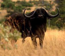 Bassa 52 + Bull calf 8