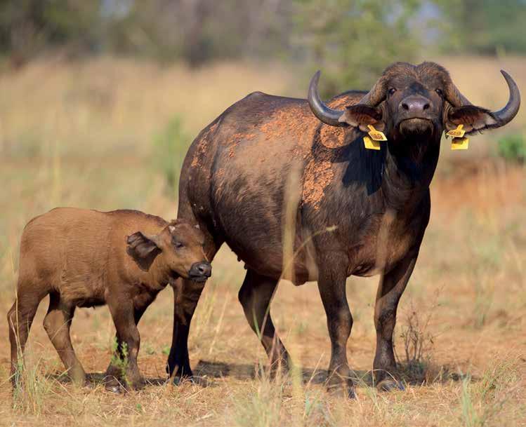 LOT 88 Bull calf Yellow N42 DOB: 12.03.