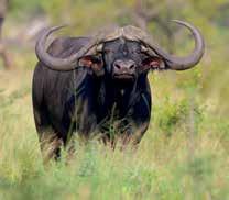Sire: 47 East Africa bull