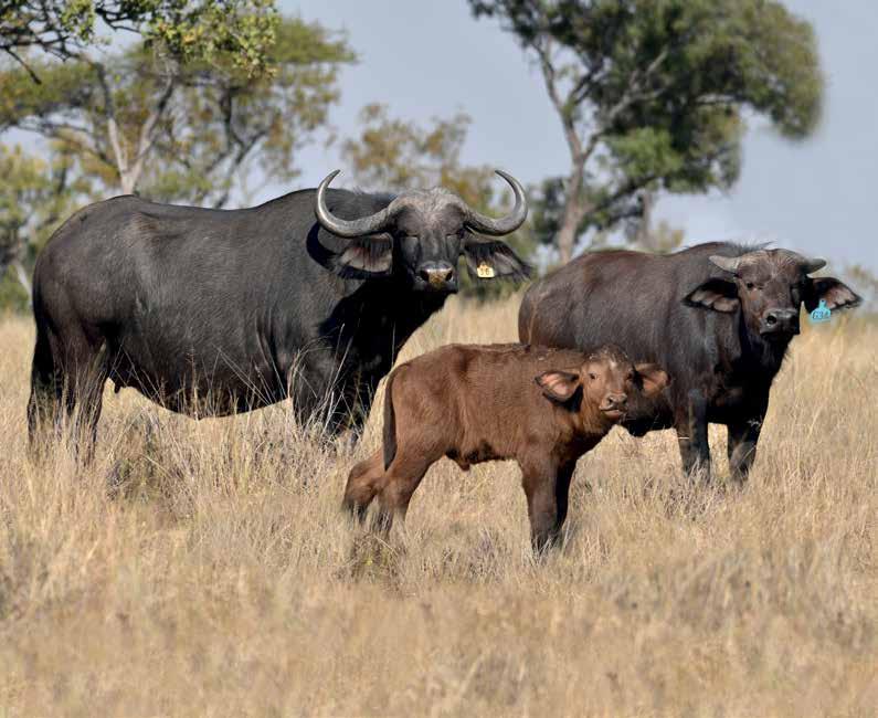 LOT 50 SILENT AUCTION 4 in 1 Karanga 321/4 with 47 Tugela heifer and bull calves.
