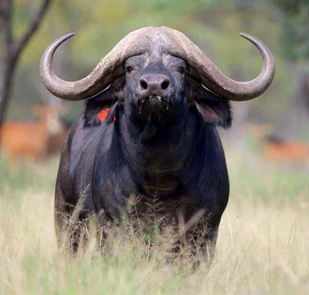 masculine bull.
