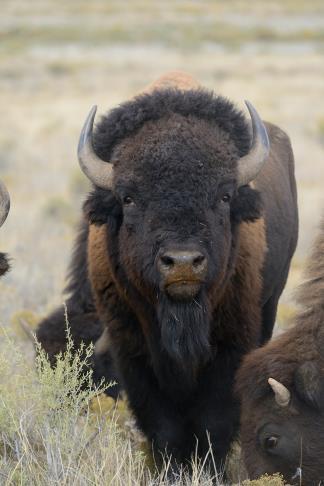 The original sources of Arizona s bison were from the last remaining wild herds roaming the TX/OK region and were brought to the North Kaibab in 1906 by Charles Buffalo Jones.