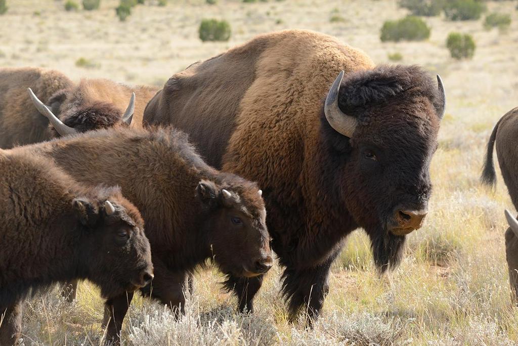 The purpose of the Raymond bison herd replacement is to establish a WICA Plains bison conservation herd at RWA.