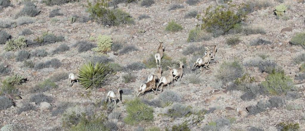 The Mycoplasma strain was confirmed as the Mohave strain, which was the cause of recent die-offs in southern California and Nevada.
