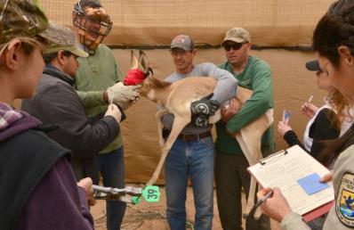 Using this method, we have handled 478 Sonoran pronghorn in the two captive breeding pens. There have been only three mortalities using this method.